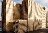 Cách Bảo Vệ Pallet Gỗ Không Bị Mối Mọt Tấn Công