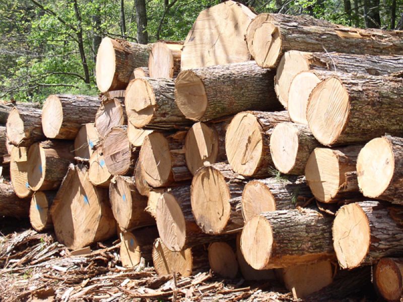 Cung Cấp Pallet Gỗ tại KCN Sóng Thần - TP HCM