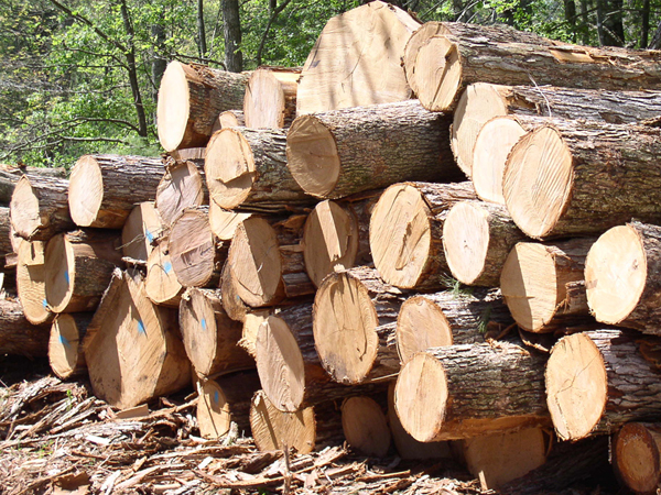 Cung Cấp Pallet Gỗ tại KCN Sóng Thần - TP HCM